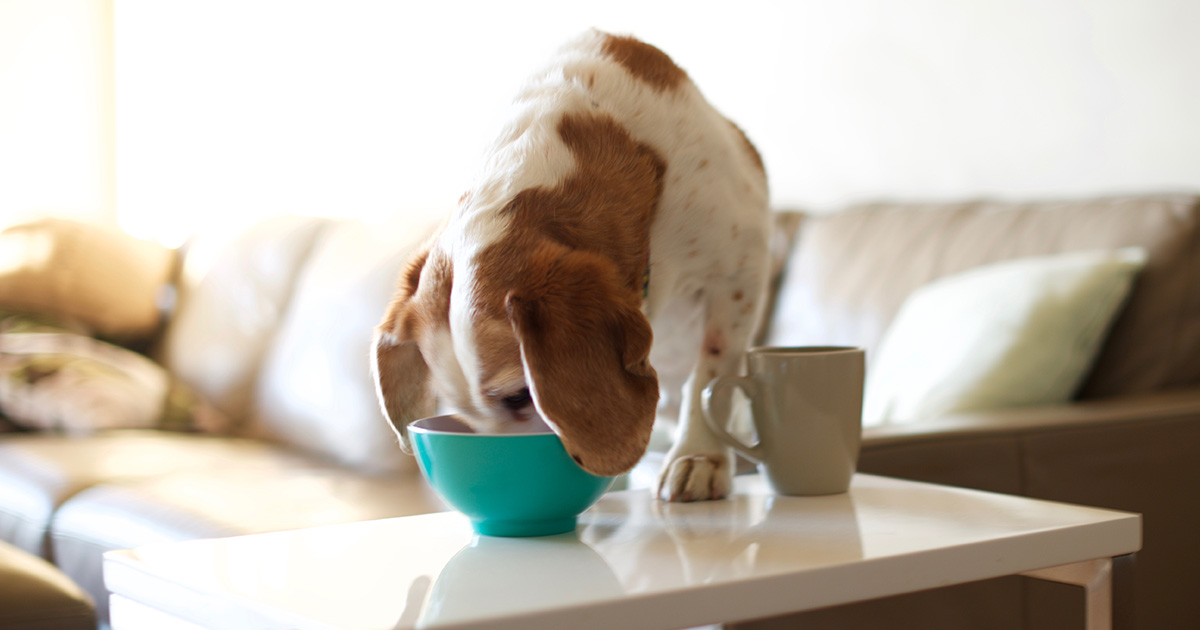 Preventing your pet from stealing food Southern Cross Pet Insurance