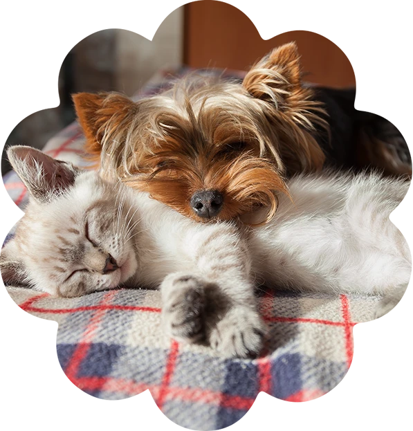 Which vet to use and when