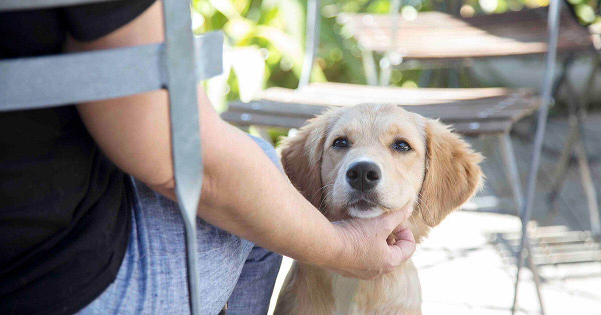 Puppy dog eyes are hard to resist Southern Cross Pet Insurance