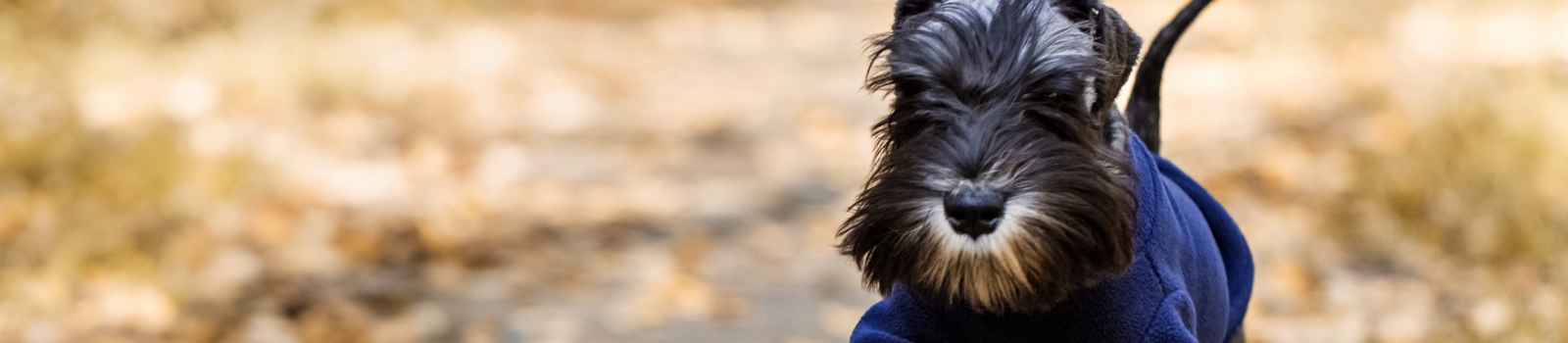 Winter dog walking tips