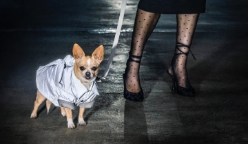 VIS - The Road Safety Collection for Pets