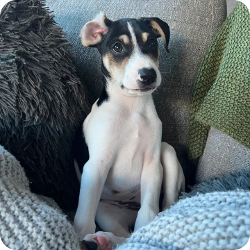 Stories worth barking about