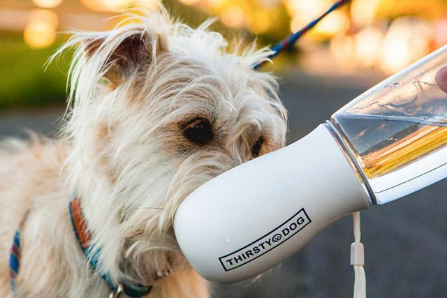 Thirsty Dog Bottle
