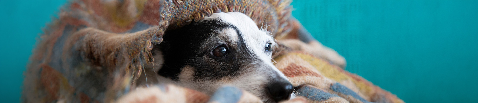 Pet hub winter wellness banner